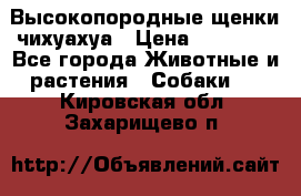 Высокопородные щенки чихуахуа › Цена ­ 25 000 - Все города Животные и растения » Собаки   . Кировская обл.,Захарищево п.